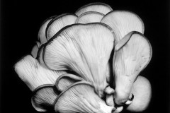 Oyster-Mushroom-10