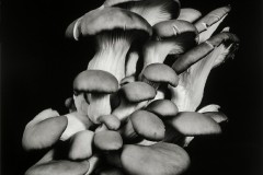 Oyster-Mushroom-12