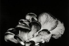 Oyster-Mushroom-13