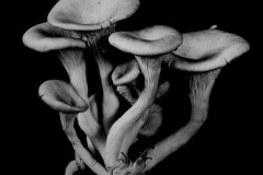 Oyster-Mushroom-16