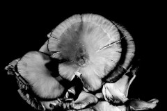 Oyster-Mushroom-18