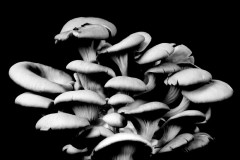 Oyster-Mushroom-20