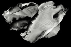 Oyster-Mushroom-36