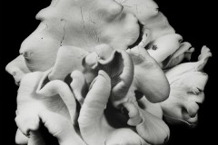 Oyster-Mushroom-39