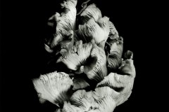 Oyster-Mushroom-45