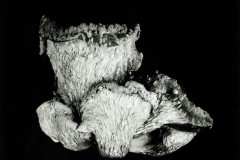 Oyster-Mushroom-48