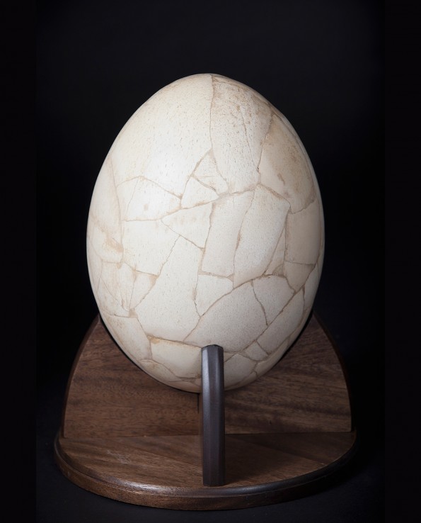 Elephant Bird Egg from extinct Aepyornithidae
