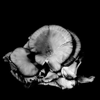 Oyster Mushroom 18